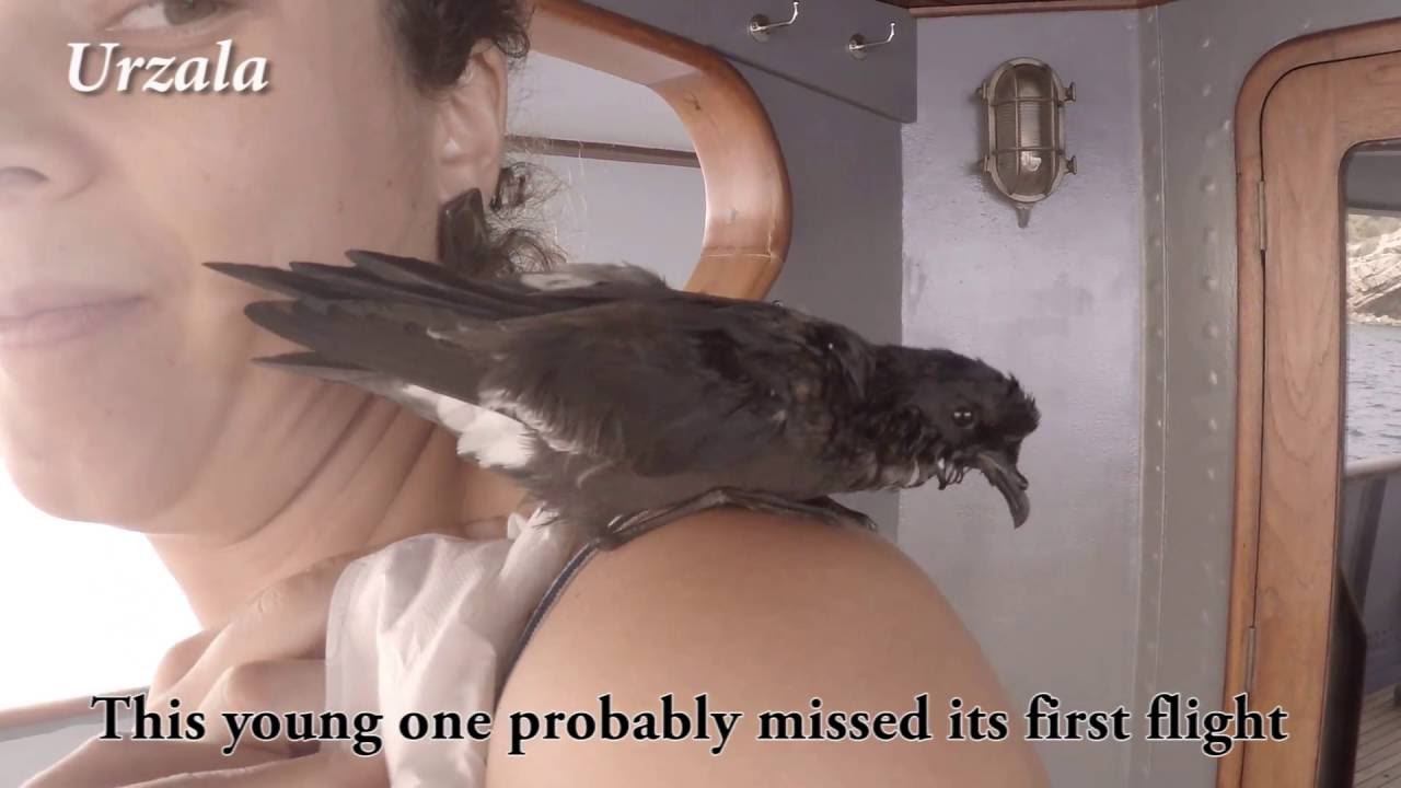 Very rare sea bird: Rescuing a Storm petrel