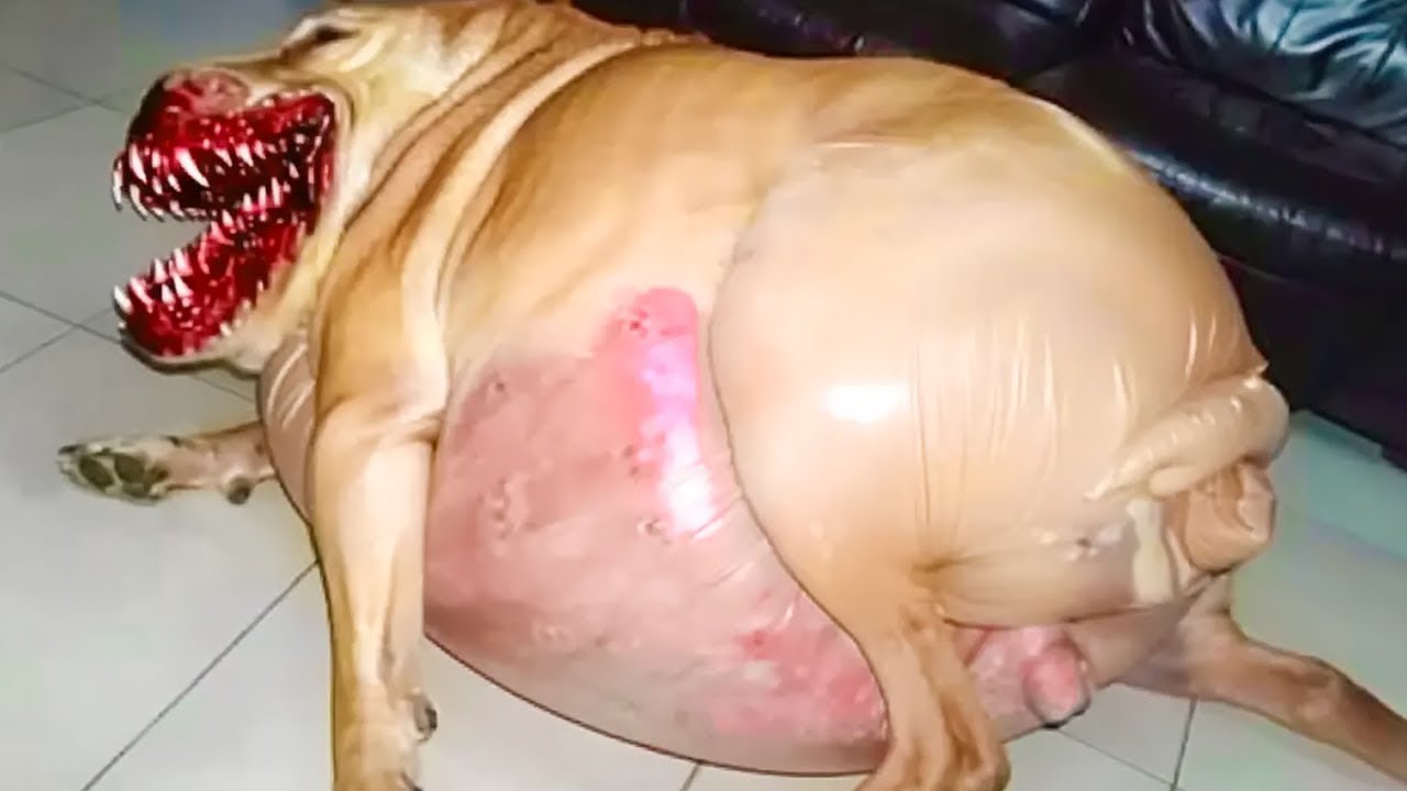 &iexcl;Perra da a luz y luego el m&eacute;dico descubre que NO son cachorros! 😨