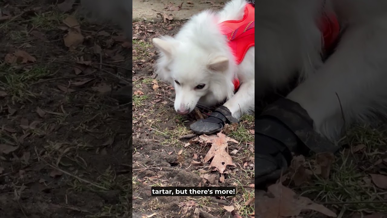 Why Do Dogs Love to Chew on Everything? | Total Pet Tales | #chewing #dogs #pets #dogbehavior #facts