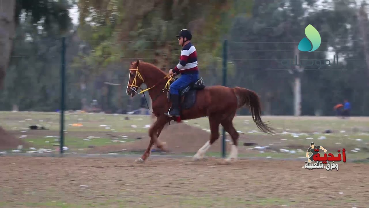 أندية وفرق شعبية ـ نادي الفروسية