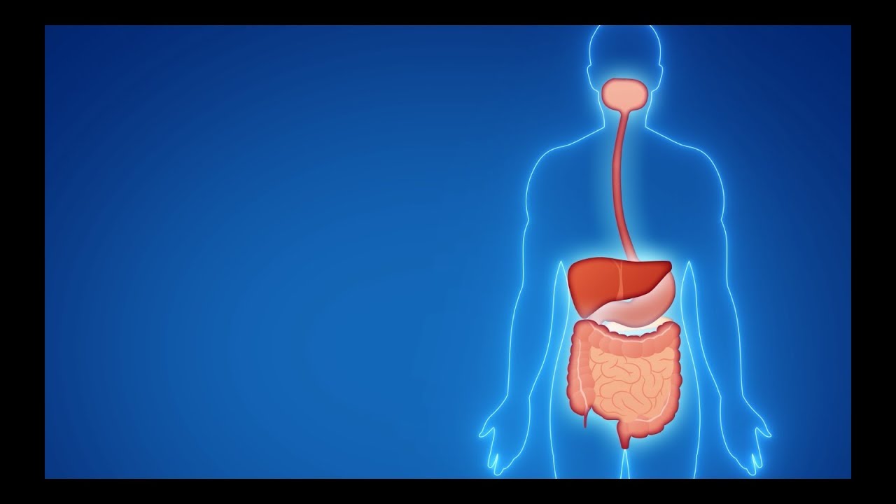 O intestino e o Lactobacillus casei Shirota