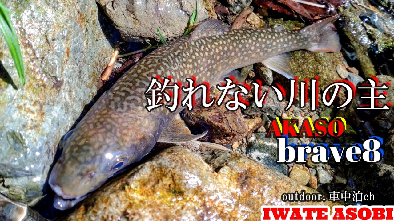 【渓流釣り＆山菜】山菜採りに行ったら・・・いつも釣れないはずの川で釣れちゃった日の出来事～AKASO brave8～#トラウトフィッシング #トラウトルアー #outdoorlife