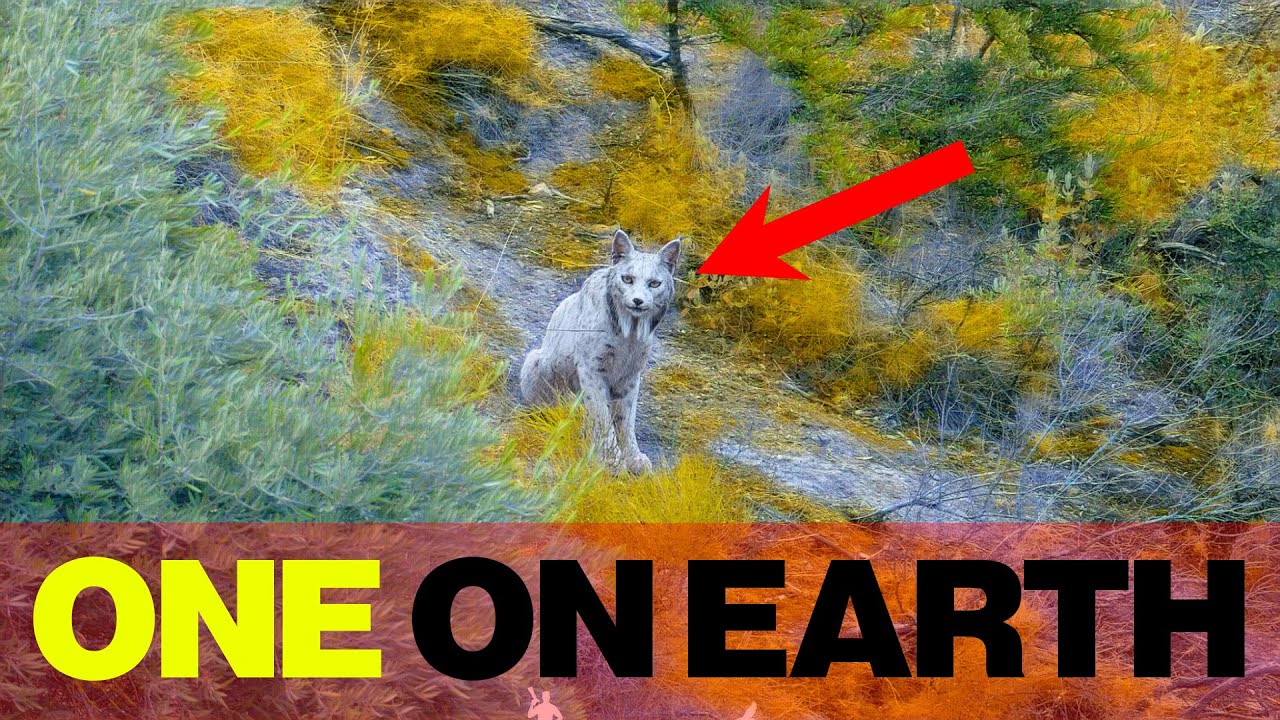The White Phantom of Spain: Leucistic Iberian Lynx Reappears After Near-Extinction