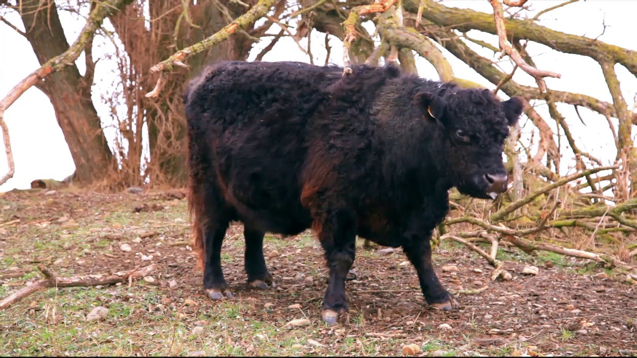 Natuurgebied Hochter Bampd