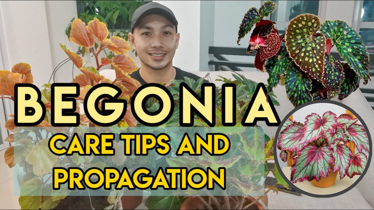 BEGONIA CARE TIPS AND PROPAGATION