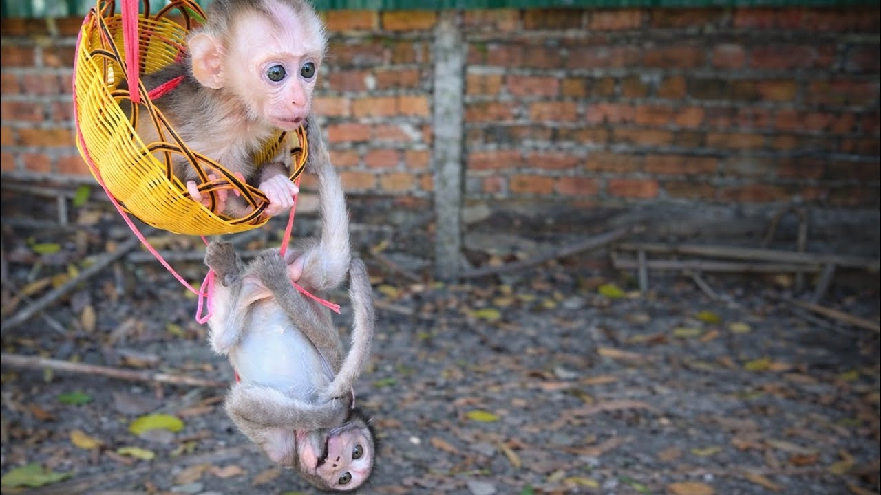 Baby Monkey’s Cute Swing Moment 🐒💖