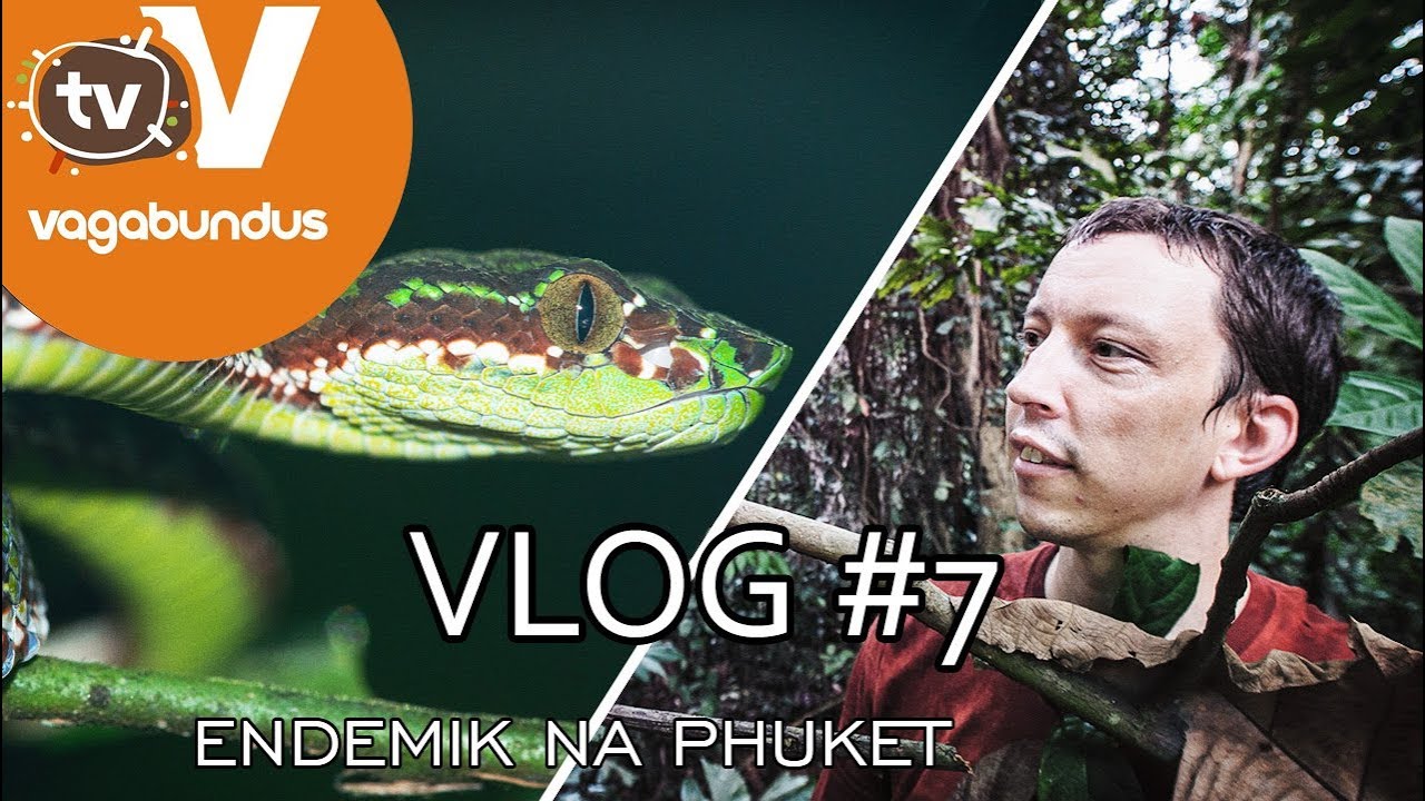 Trimeresurus phuketensis - szukamy endemicznej żmiji na Phuket, cz2