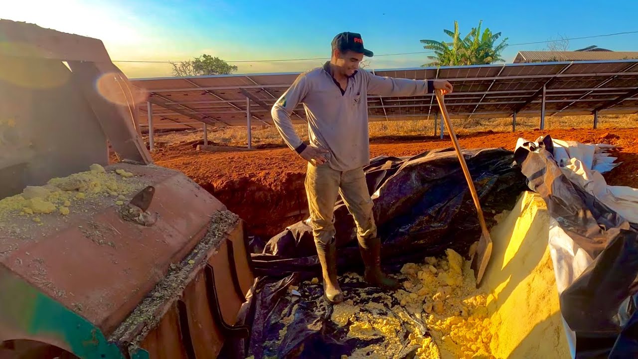 AS VACAS AUMENTARAM A PRODUÇÃO COM O GRÃO REIDRATADO DE MILHO?🐄🌽