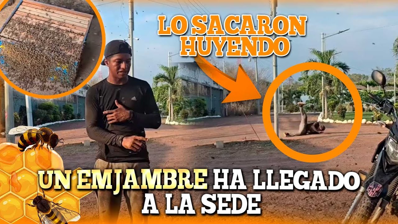 Mira la cantidad de abejas que andan encima de Miguel, se han alborotado y los sacaron corriendo.