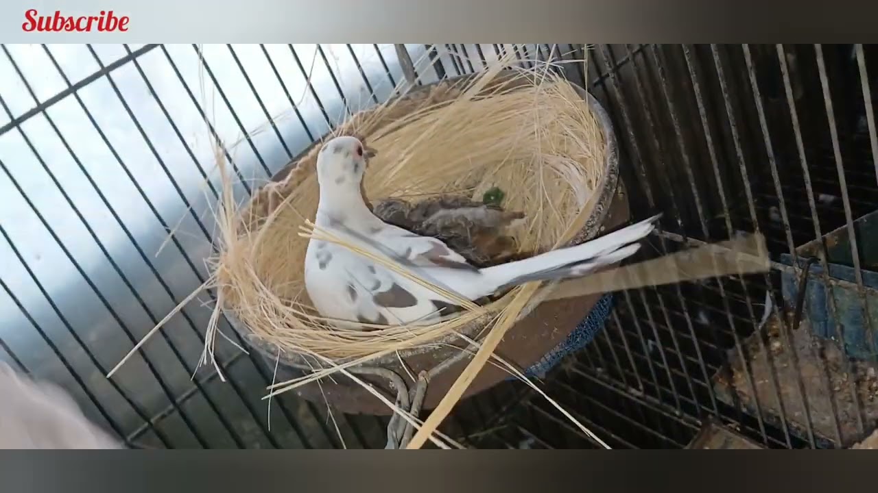 Red pied, Dimond Pied & Blue pied top quality pairs and breed Alhamdulilah.. 2024 demanding bird