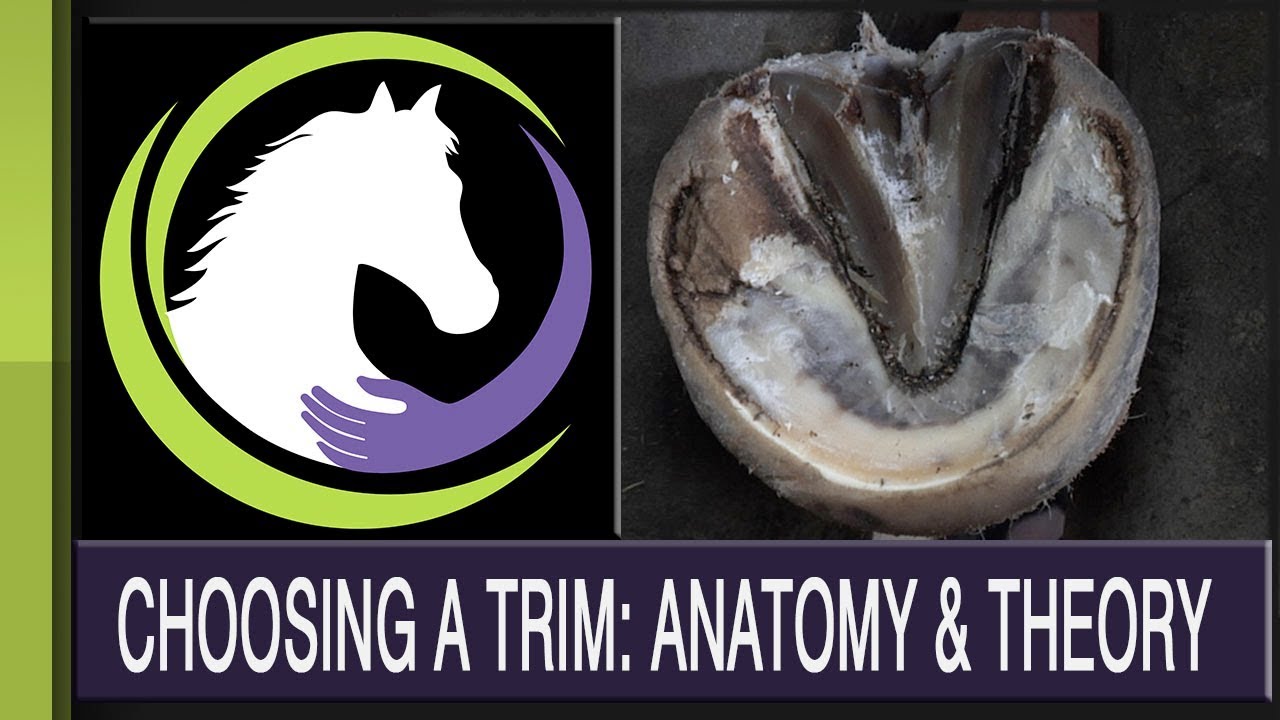 Choosing a Trim: Anatomy & Theory (Part 1 of a 2 part series)