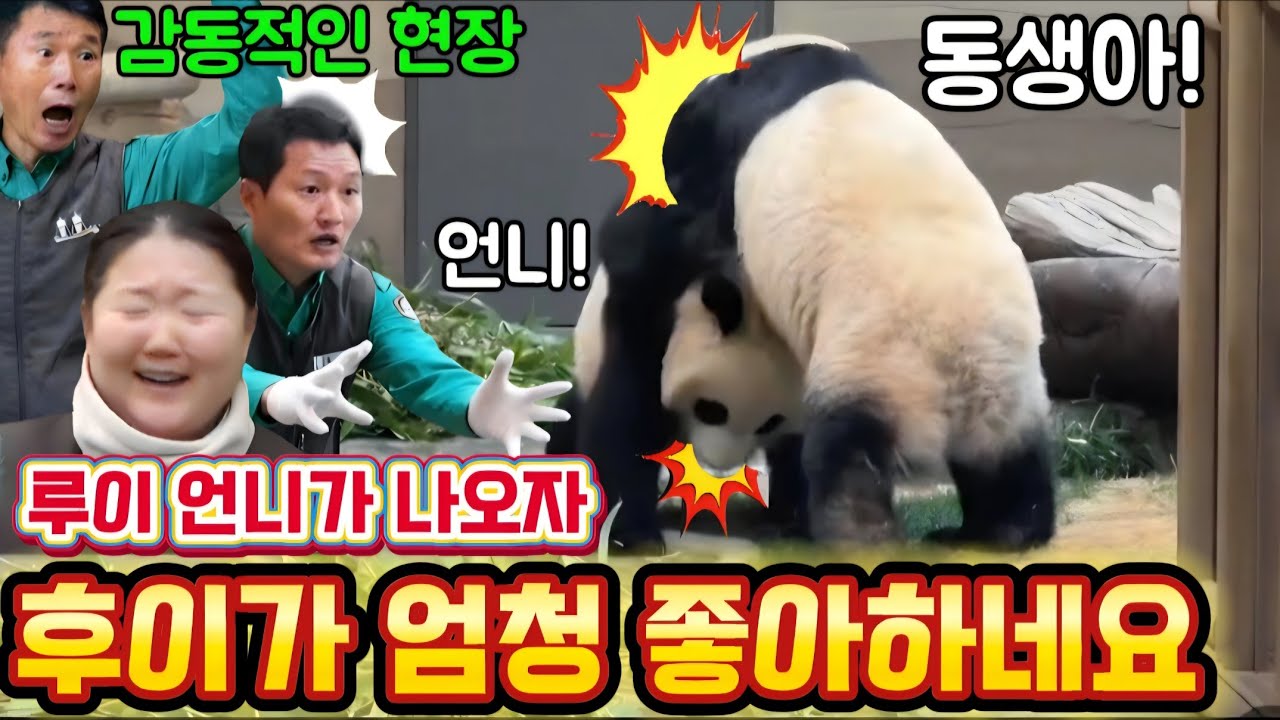 에버랜드 판다월드 💢 세상에나 루이 언니가 나오자 후이가 엄청 좋아하네요 