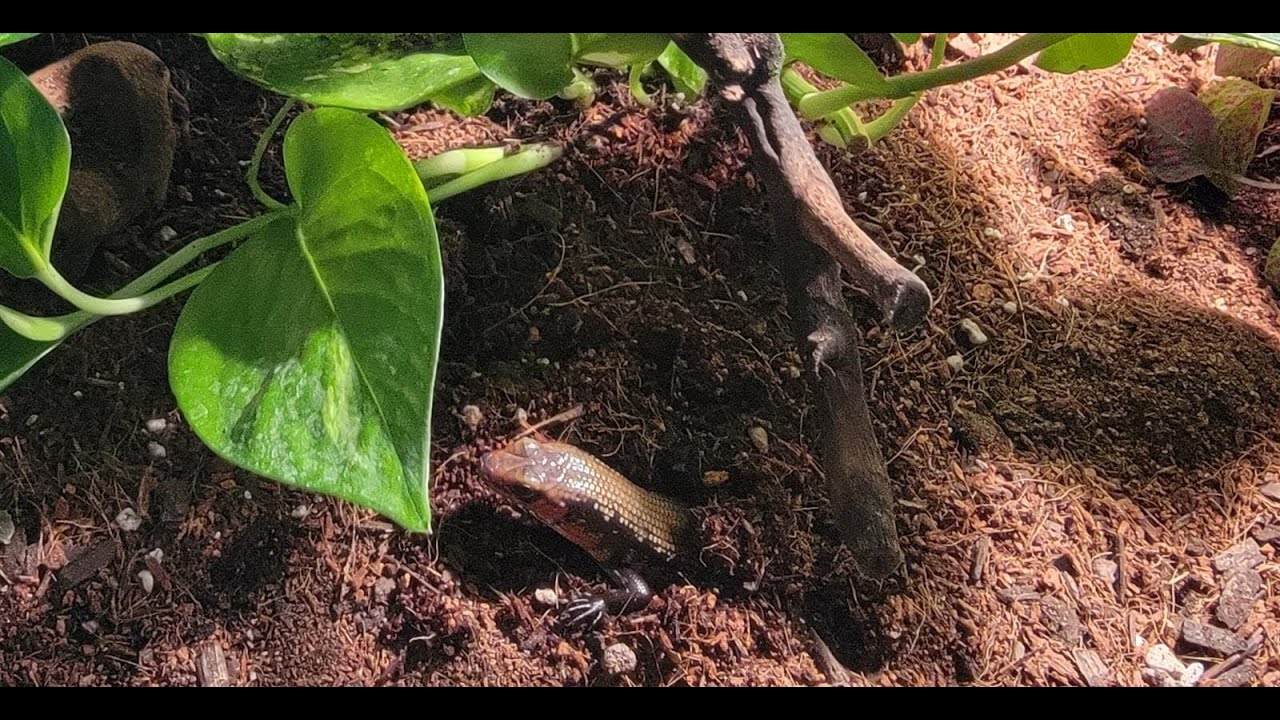 Fire Skink Setup and Care