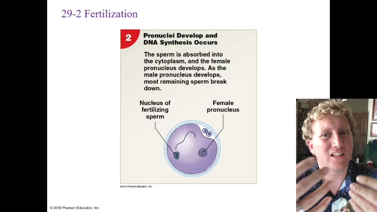 Unit 15 - Human Reproduction: Human Development