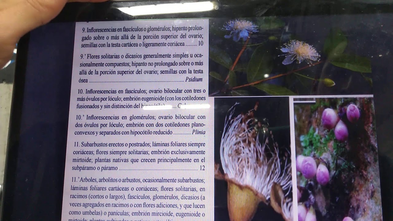 Familia myrtaceae