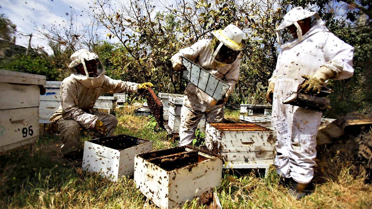 BEEKEEPING (APICULTURE) BUSINESS IN UGANDA - FARM SAMRT pt1