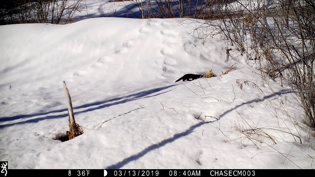 Tributary Crossing 03/08/19 - 03/30/19