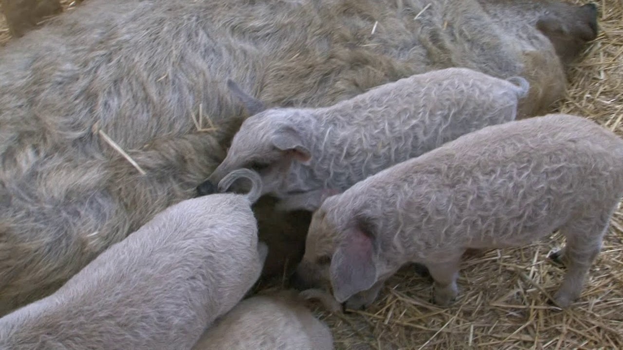 Új mangalica kocaszállás a Hajdú tanyán