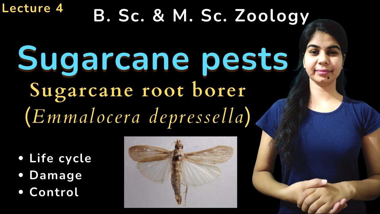 Sugarcane root borer (Emmalocera depressella) || B. Sc. & M. Sc. || Zoology