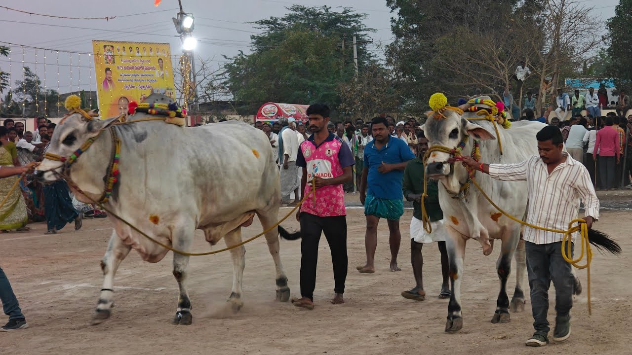 💥💥ఆకులగణపురం లో 4వజత🌟GLR💫బుల్స్ గరికపాటి లక్ష్మయ్యచౌదరి గారు💥భగవత్💥మహావీర్💥