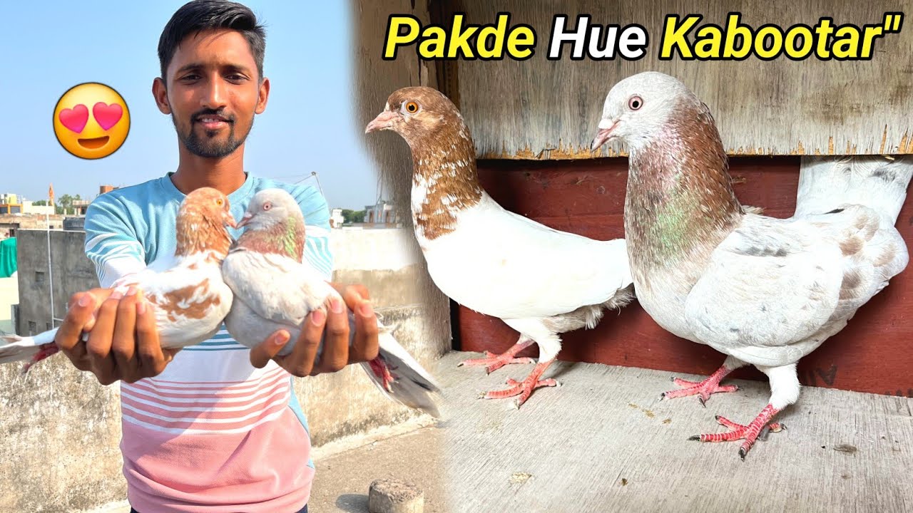 Pakde Hue Kabootaro Ka Shauk Kariye😍