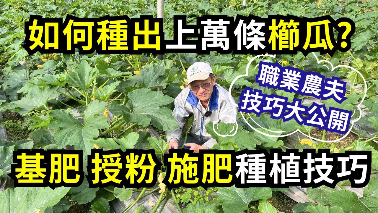 上萬條櫛瓜(夏南瓜)如何種出?職業農夫增產種植技巧公開，2000棵節瓜基肥授粉施肥方法如何做? | 阿星種植