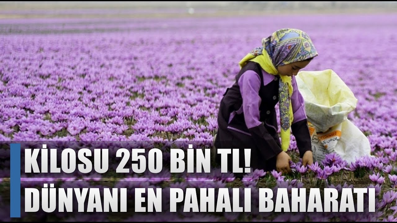 Kilosu 250 Bin TL! Dünyanın En Pahalı Baharatı Toprakla Buluştu / AGRO TV HABER