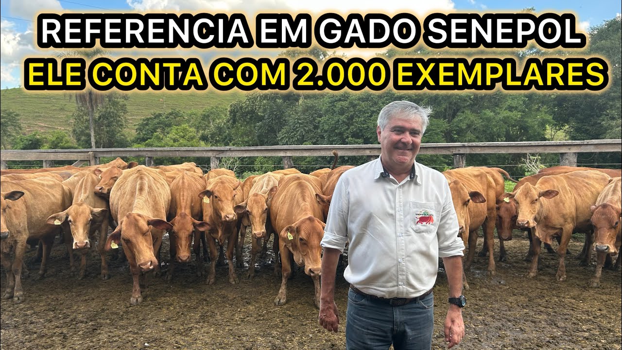 Ele Conquistou o Topo da Produção de Gado Senepol no Brasil. PARCERIA @lucaspereiralima  .