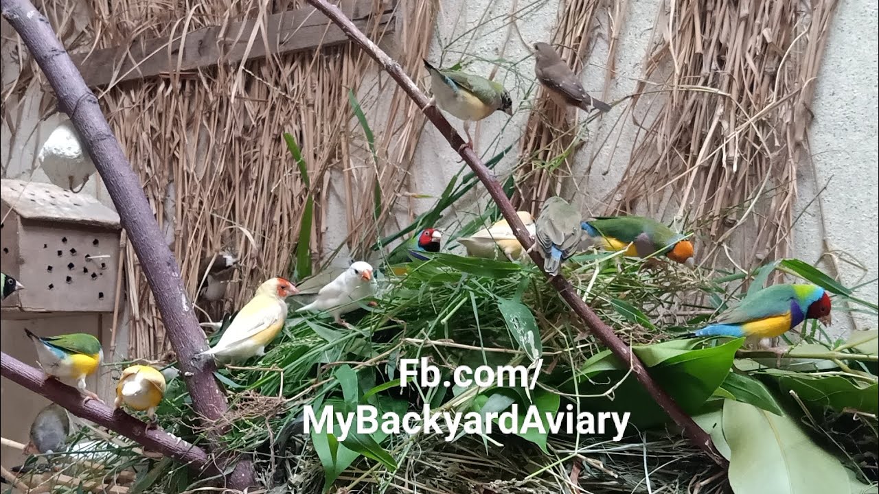 Gouldian Finches Colony Breeding Setup