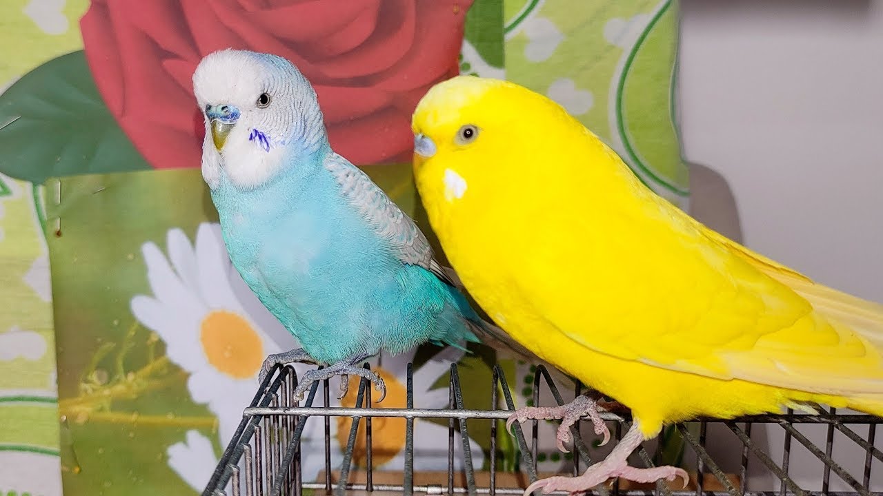 🔴 LIVE pet bird cam 🐦 calm indoor (vertical)