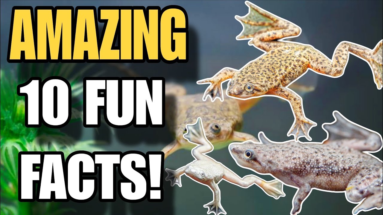 10 Amazing Facts About African Dwarf Frogs 🐸 | Complete Care & Fun Guide!