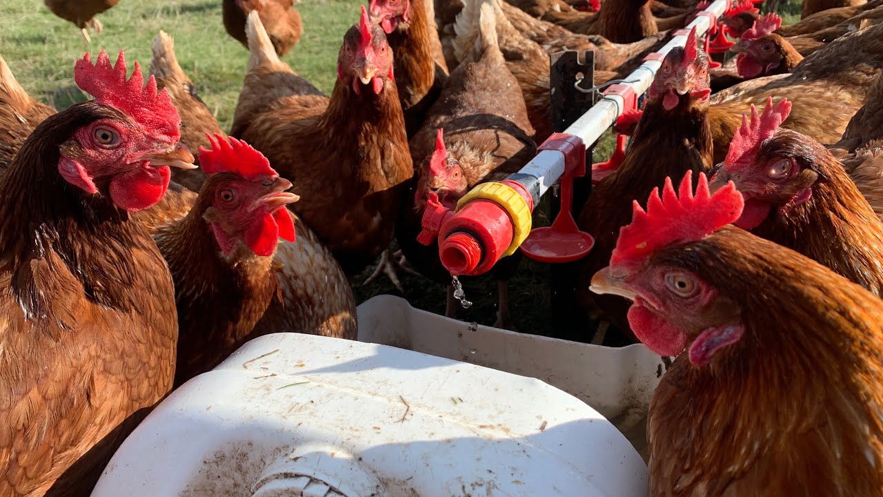 The Best Type Of Water Supply For Chickens - It Will Suprise YOU! (101 in Watering Setups)