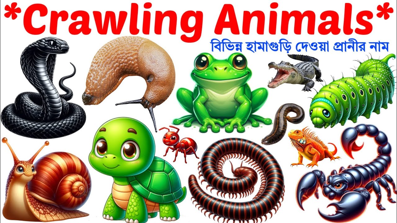 Crawling Animals​🐍| Name of Animals |English Vocabulary Learning Video for Toddlers and Preschoolers