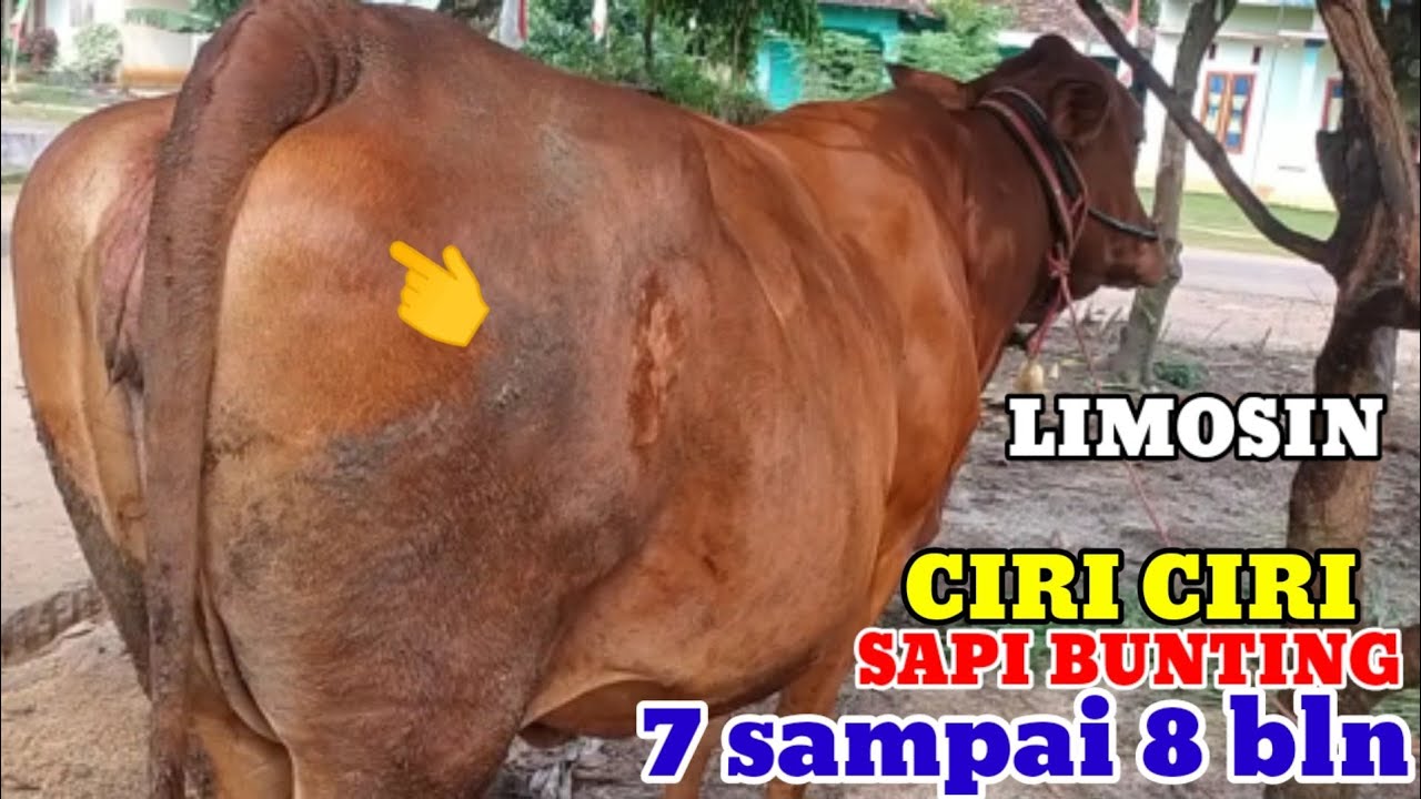 CIRI CIRI SAPI BUNTING 7-8 BULAN DENGAN KANTONG SUSU MASIH KEMPET/KEMPES#