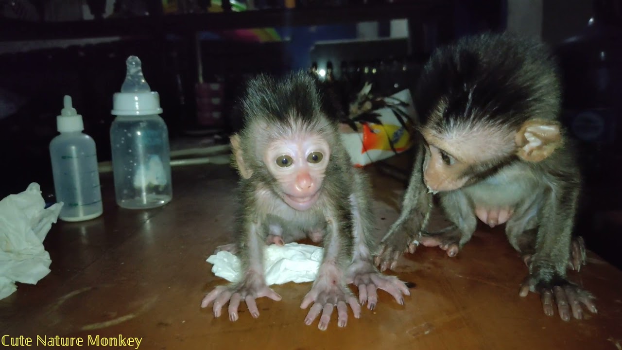 baby emon monkeys take care of baby monkeys while playing, they are very happy