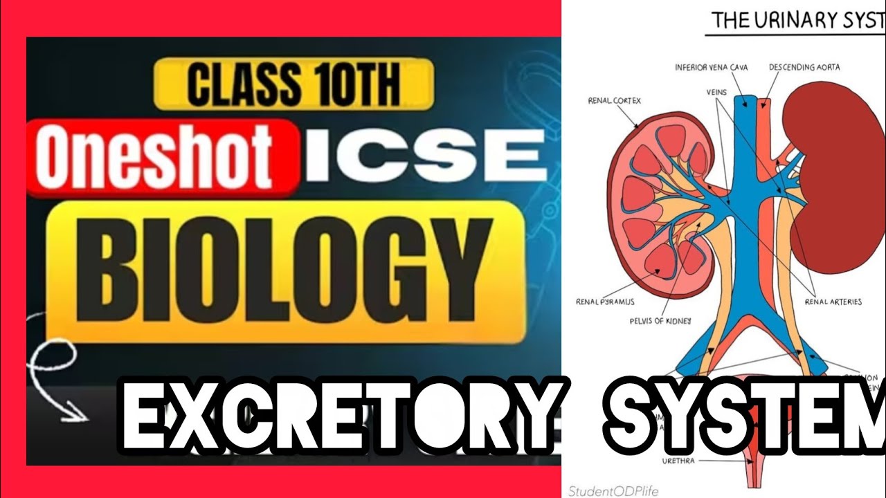 EXCRETORY SYSTEM -Class 10 ICSE