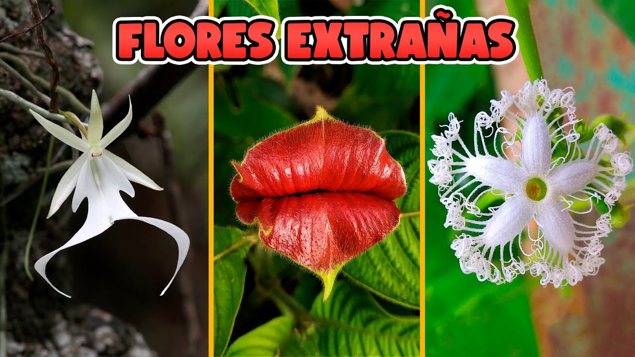 10 FLORES con una FORMA MUY EXTRAÑA Y CURIOSA