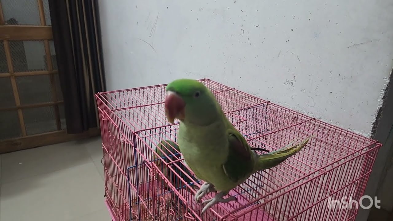 Mitthu talking#pyara mitthu#mini vlog#mohammad zoha vlog