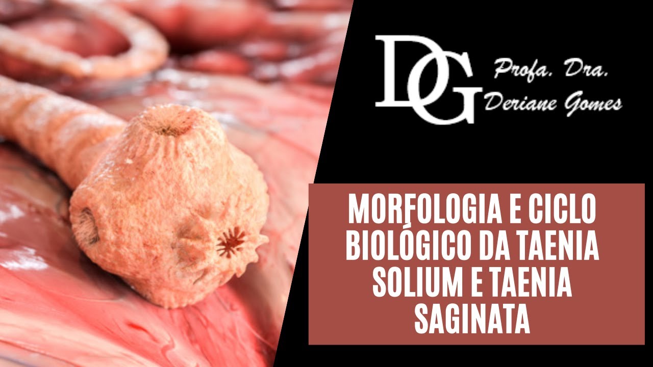 086. Morfologia e Ciclo Biológico da Taenia solium e Taenia saginata #DraDerianeGomes