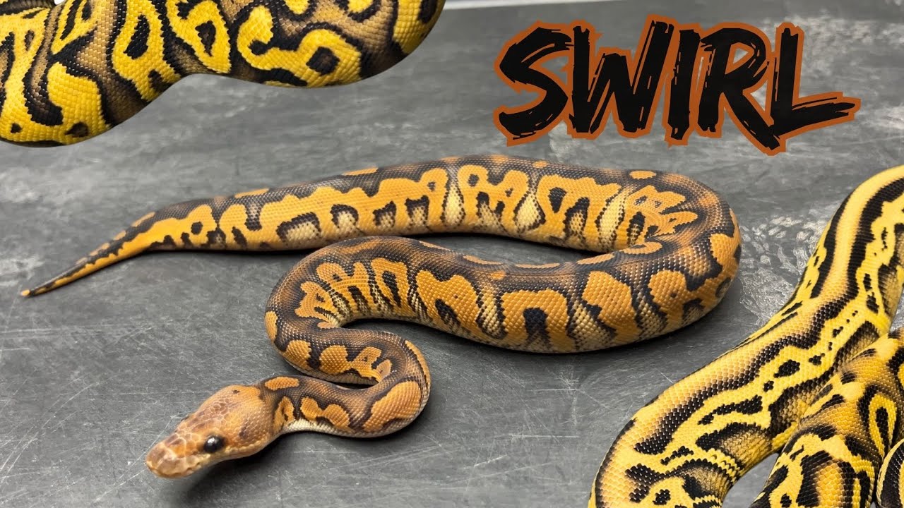 Next Big Sleeper Gene?? SWIRL Could be it!!!