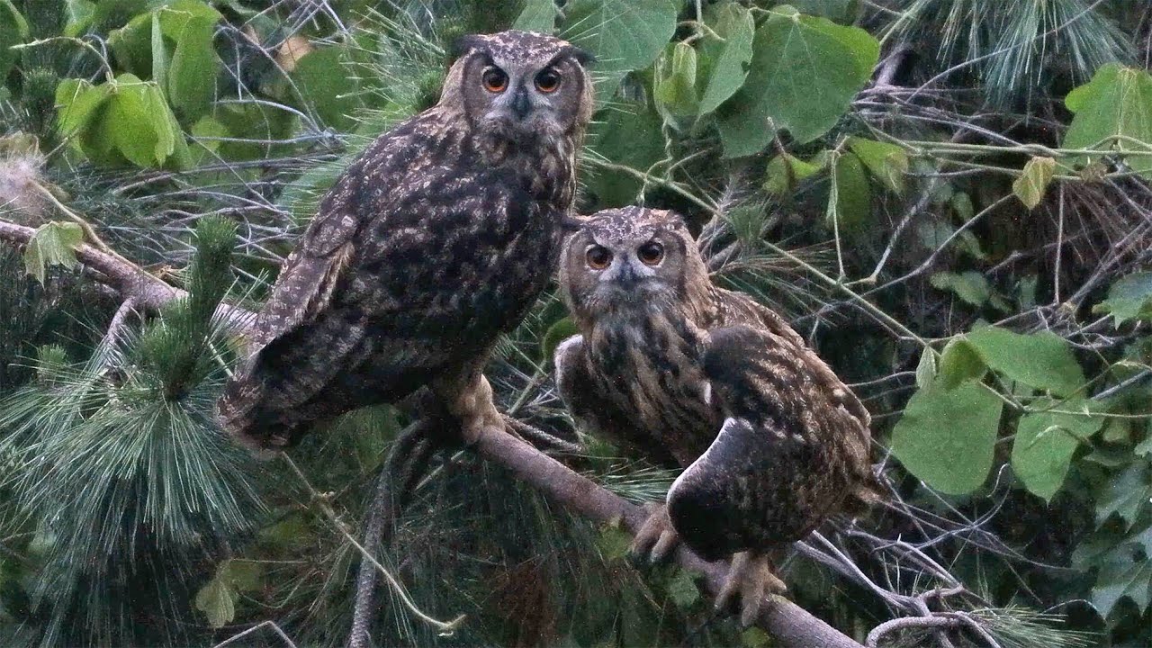 부엉이를 보면 복이 옵니다. 4K  Seeing an owl brings good luck. #owl #부엉이