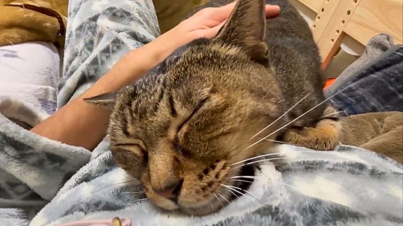 猫がくっついてきて、暖をとる姿がかわいい。