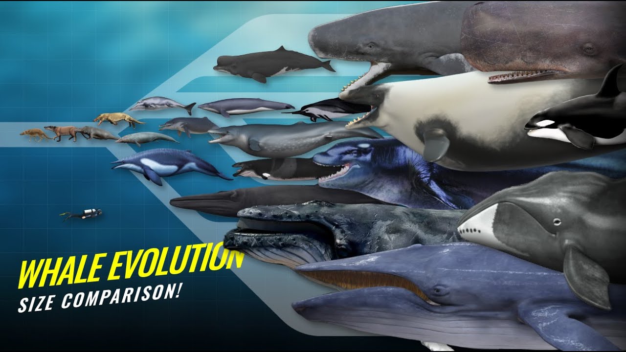 The Evolution of Whales from Land to Sea - Time Lapse Size Comparison