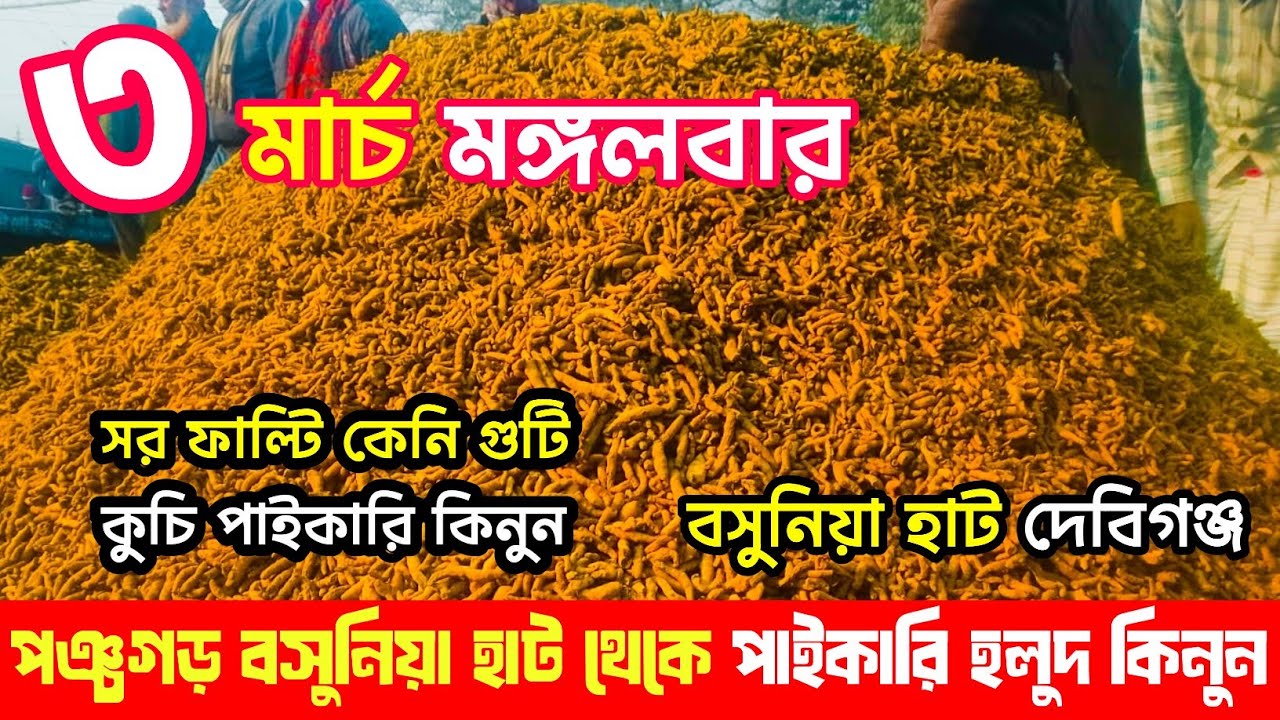 ৩ মার্চ মঙ্গলবার | পঞ্চগড় বসুনিয়া হলুদের পাইকারি বাজার | পানির দামে শুকনা হলুদ 