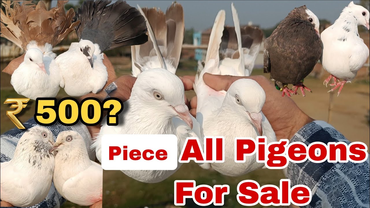 500? Piece All Pigeons For Sale ☎️62020 63916 #pigeonsale #kabootar 