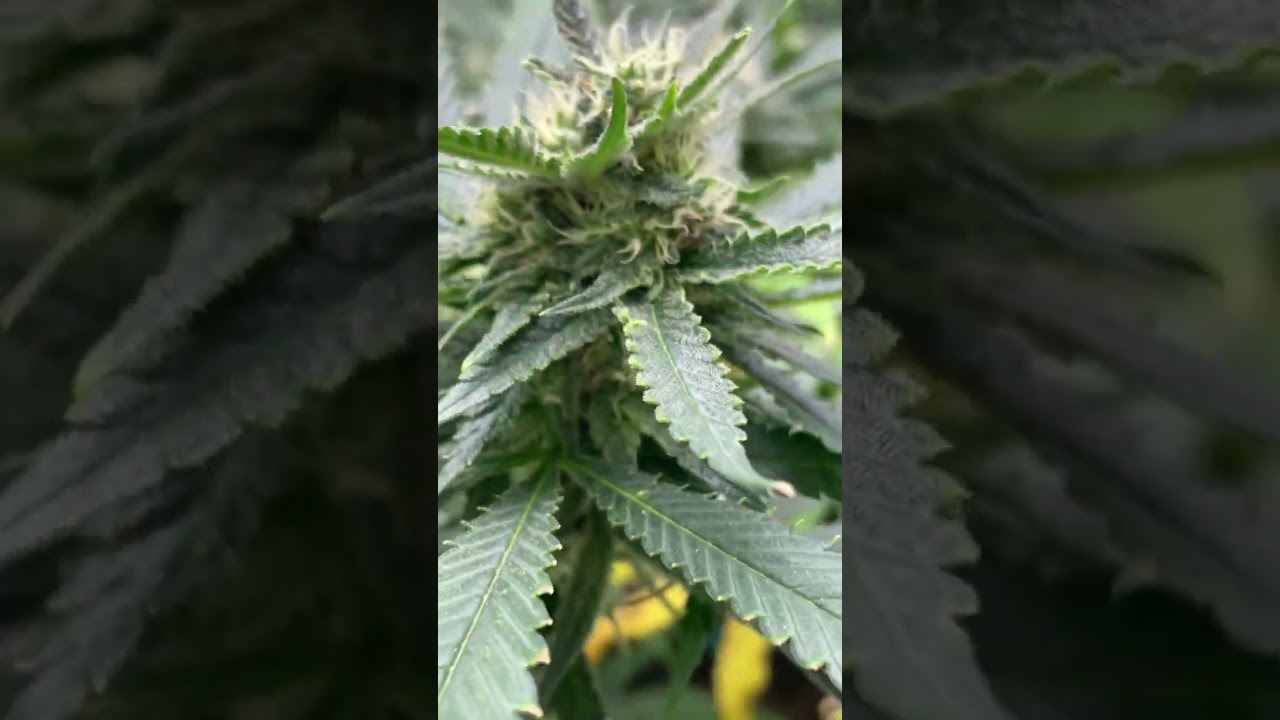 Lemon berry candy OG￼ #Ethos Marijuana grow 2022￼ #420