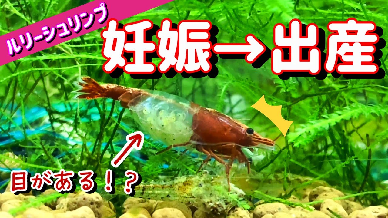 【抱卵】観察にもってこい！ルリーシュリンプは何日で出産するの？