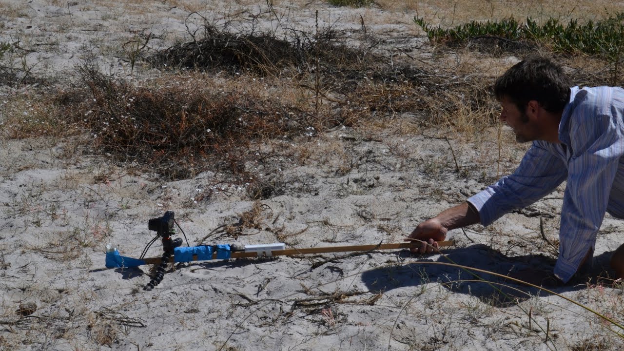 Quantum dots capture act of speciation in sand-plain fynbos on the West Coast of South Africa