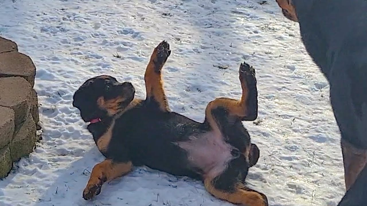 Funniest Dog Fails That Make You LAUGH Countless Times || PETASTIC 🐾