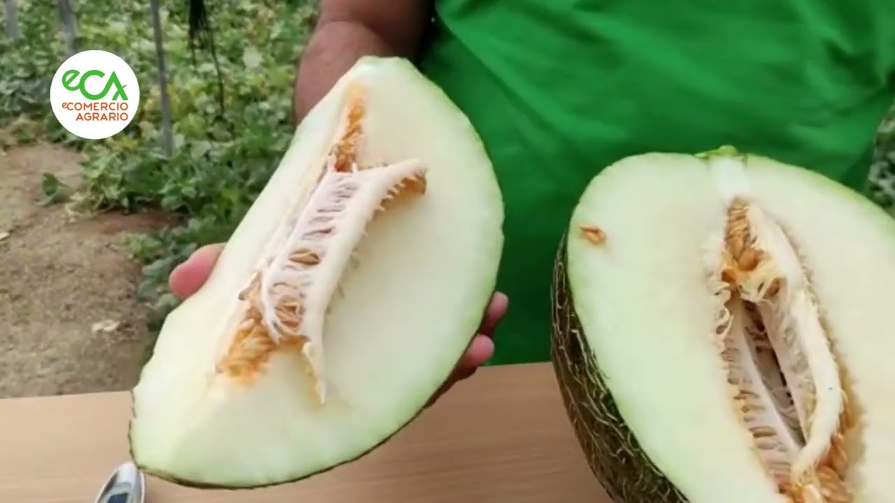 Jornada Melon Sakata